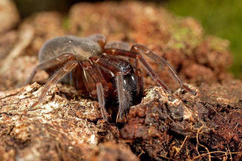 Amaurobius sp.